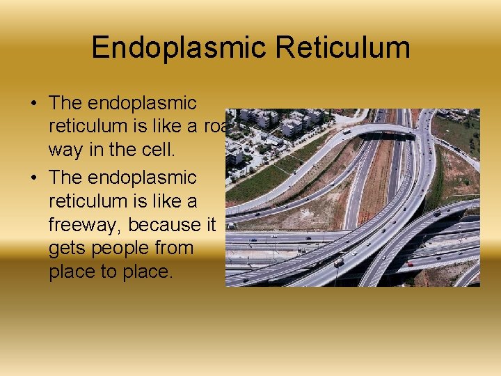 Endoplasmic Reticulum • The endoplasmic reticulum is like a road way in the cell.