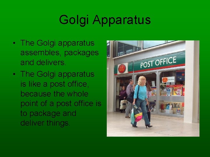Golgi Apparatus • The Golgi apparatus assembles, packages and delivers. • The Golgi apparatus