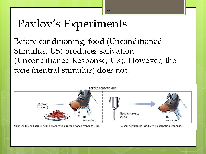 12 Pavlov’s Experiments Before conditioning, food (Unconditioned Stimulus, US) produces salivation (Unconditioned Response, UR).