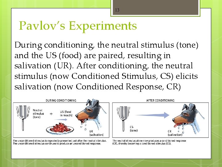 13 Pavlov’s Experiments During conditioning, the neutral stimulus (tone) and the US (food) are