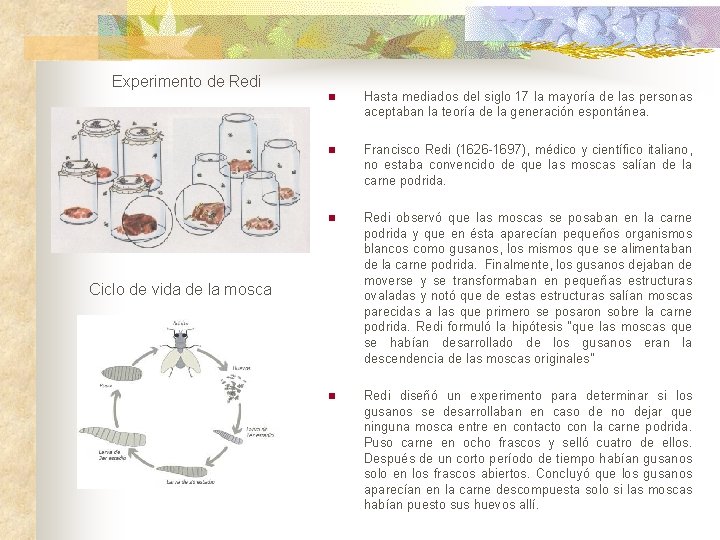 Experimento de Redi n Hasta mediados del siglo 17 la mayoría de las personas