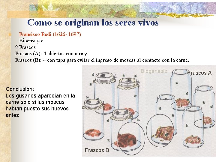 Como se originan los seres vivos n Fransisco Redi (1626 - 1697) Bioensayo: 8
