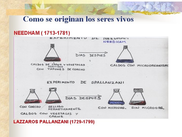 Como se originan los seres vivos NEEDHAM ( 1713 -1781) LAZZAROS PALLANZANI (1729 -1799)