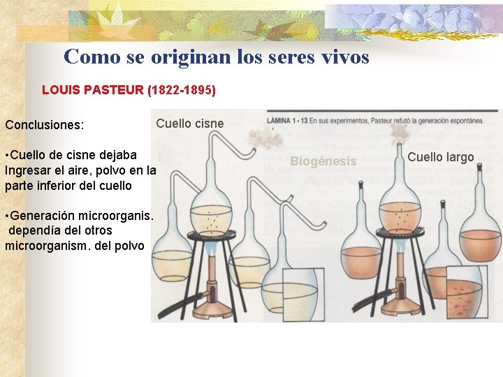 Como se originan los seres vivos LOUIS PASTEUR (1822 -1895) Conclusiones: Cuello cisne •