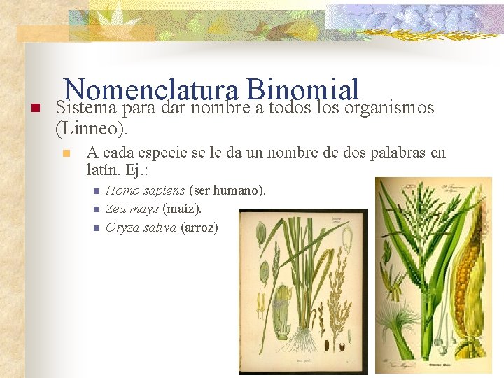n Nomenclatura Binomial Sistema para dar nombre a todos los organismos (Linneo). n A