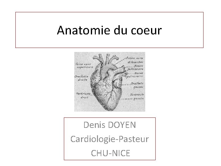 Anatomie du coeur Denis DOYEN Cardiologie-Pasteur CHU-NICE 