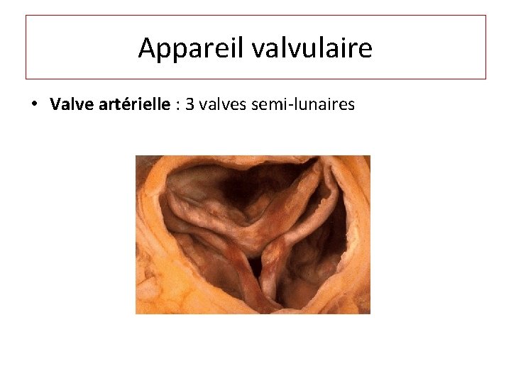 Appareil valvulaire • Valve artérielle : 3 valves semi-lunaires 