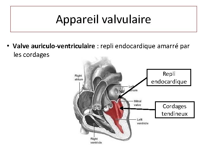 Appareil valvulaire • Valve auriculo-ventriculaire : repli endocardique amarré par les cordages Repli endocardique