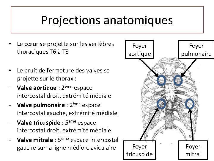 Projections anatomiques • Le cœur se projette sur les vertèbres thoraciques T 6 à
