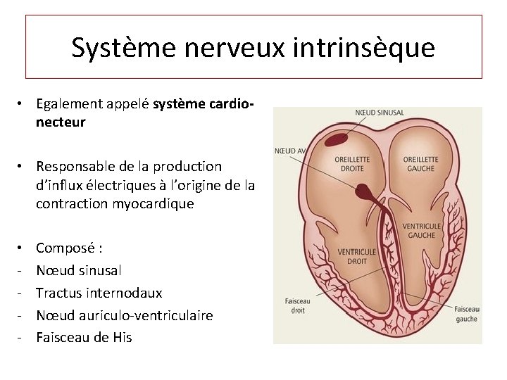 Système nerveux intrinsèque • Egalement appelé système cardionecteur • Responsable de la production d’influx