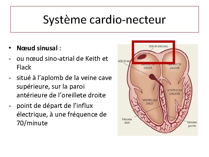 Système cardio-necteur • Nœud sinusal : - ou nœud sino-atrial de Keith et Flack