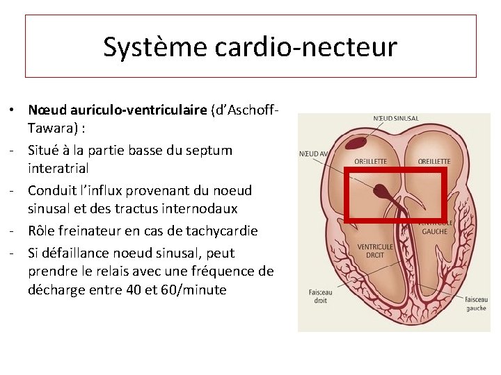 Système cardio-necteur • Nœud auriculo-ventriculaire (d’Aschoff. Tawara) : - Situé à la partie basse