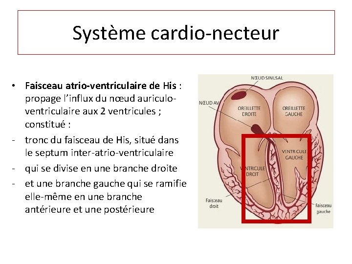 Système cardio-necteur • Faisceau atrio-ventriculaire de His : propage l’influx du nœud auriculoventriculaire aux