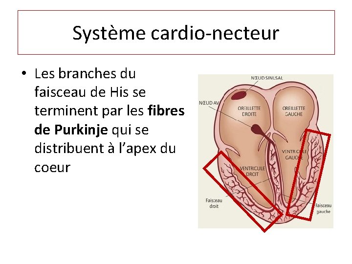 Système cardio-necteur • Les branches du faisceau de His se terminent par les fibres