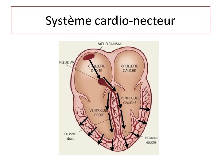 Système cardio-necteur 