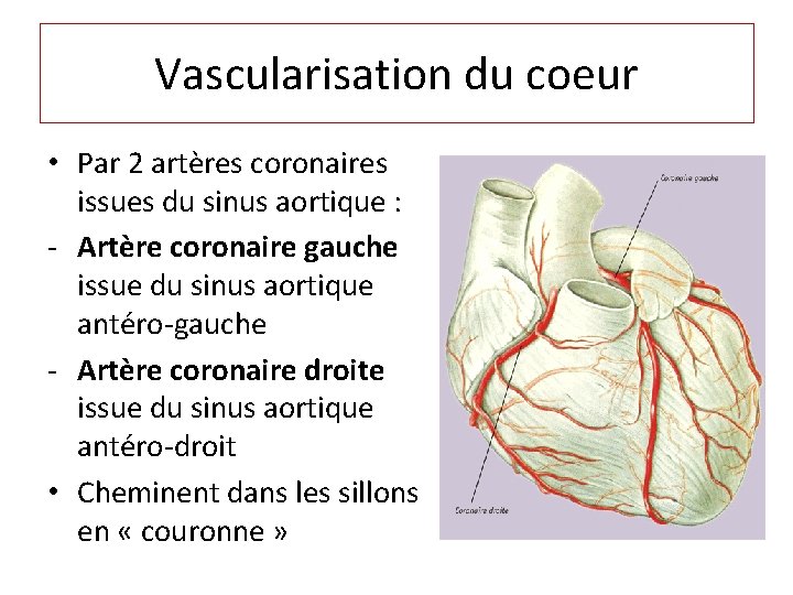 Vascularisation du coeur • Par 2 artères coronaires issues du sinus aortique : -