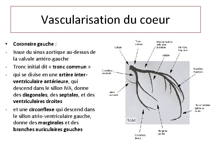 Vascularisation du coeur • - - Coronaire gauche : Issue du sinus aortique au-dessus