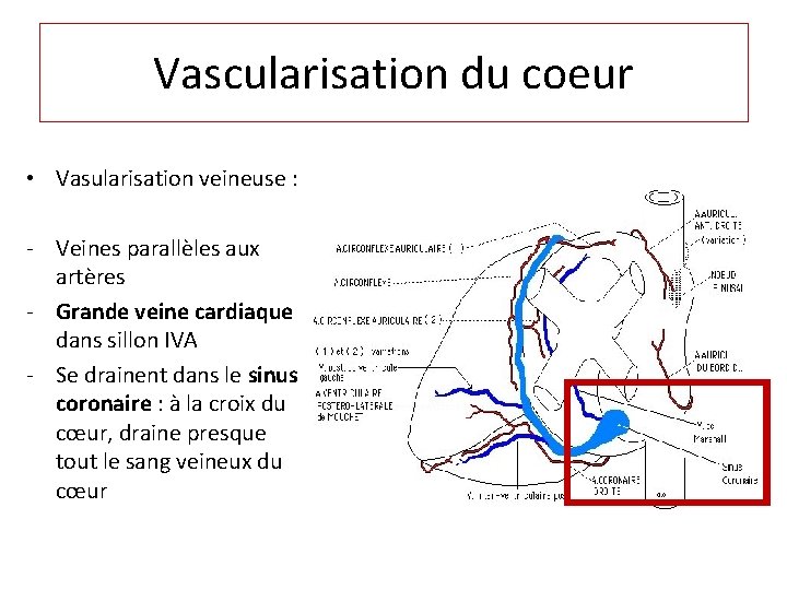 Vascularisation du coeur • Vasularisation veineuse : - Veines parallèles aux artères - Grande