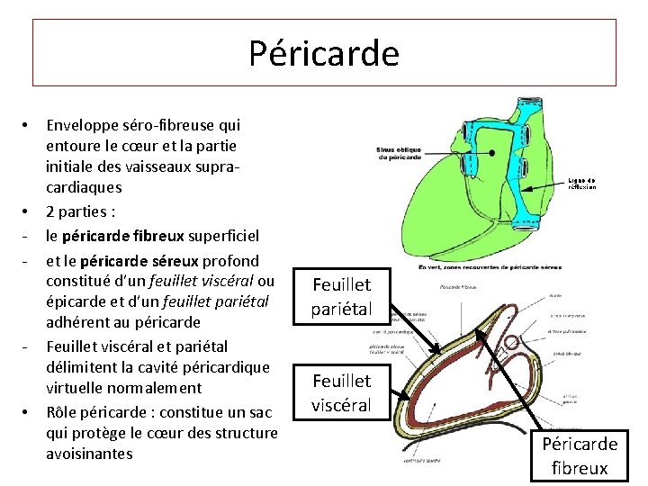 Péricarde • • - - • Enveloppe séro-fibreuse qui entoure le cœur et la