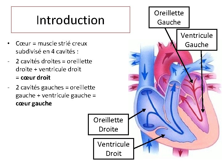 Introduction Oreillette Gauche Ventricule Gauche • Cœur = muscle strié creux subdivisé en 4