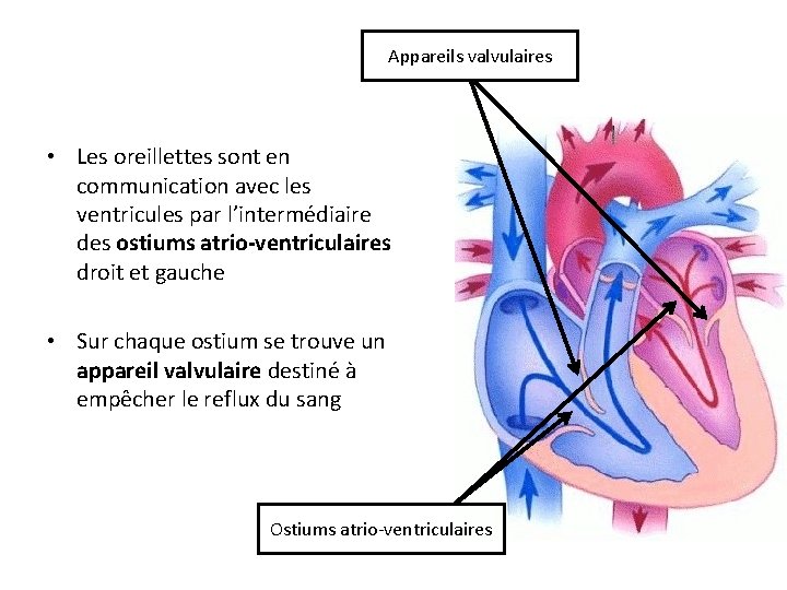 Appareils valvulaires • Les oreillettes sont en communication avec les ventricules par l’intermédiaire des