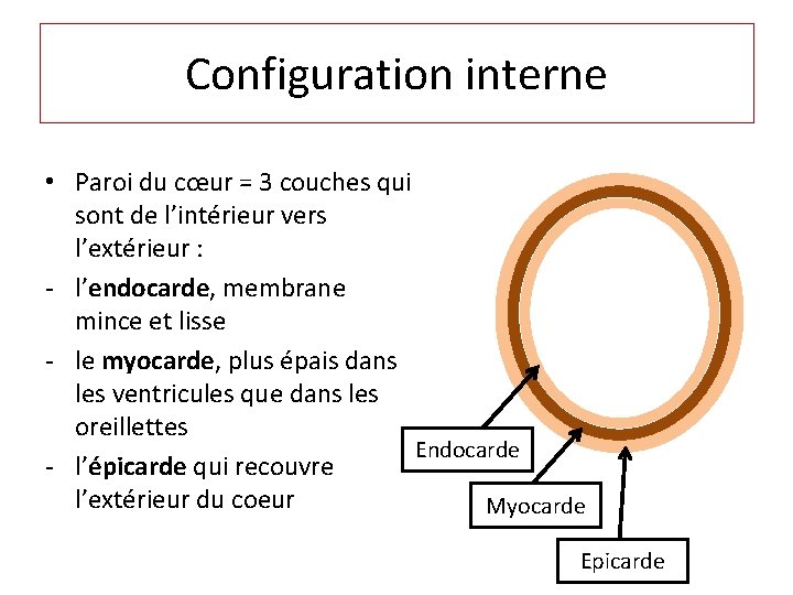 Configuration interne • Paroi du cœur = 3 couches qui sont de l’intérieur vers