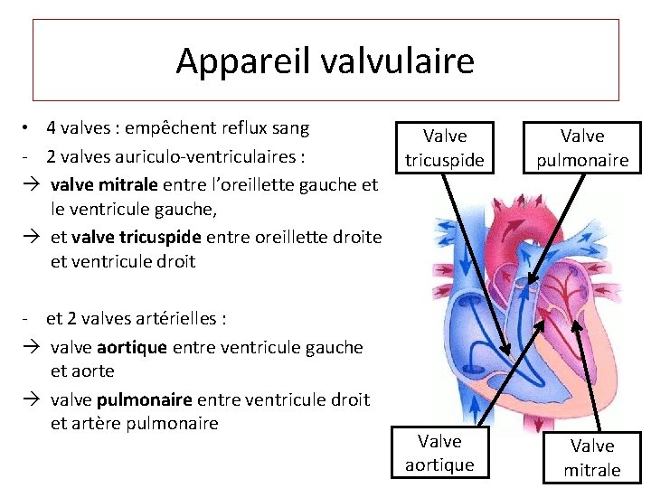Appareil valvulaire • 4 valves : empêchent reflux sang Valve - 2 valves auriculo-ventriculaires