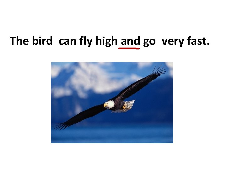 The bird can fly high and go very fast. 