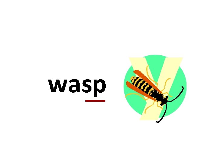 wasp 