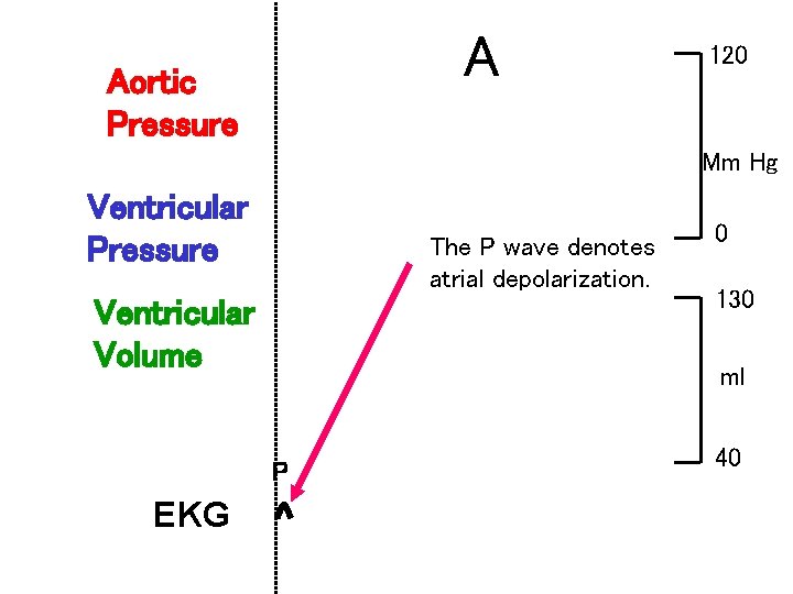 A Aortic Pressure 120 Mm Hg Ventricular Pressure The P wave denotes atrial depolarization.