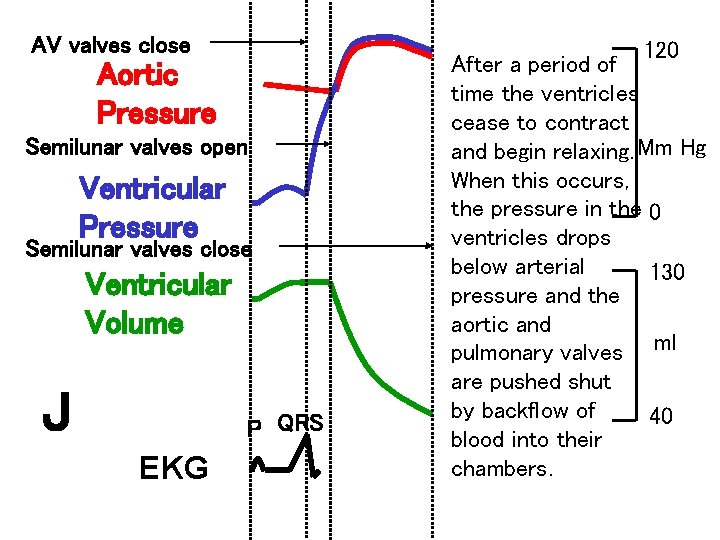 AV valves close 120 After a period of time the ventricles cease to contract