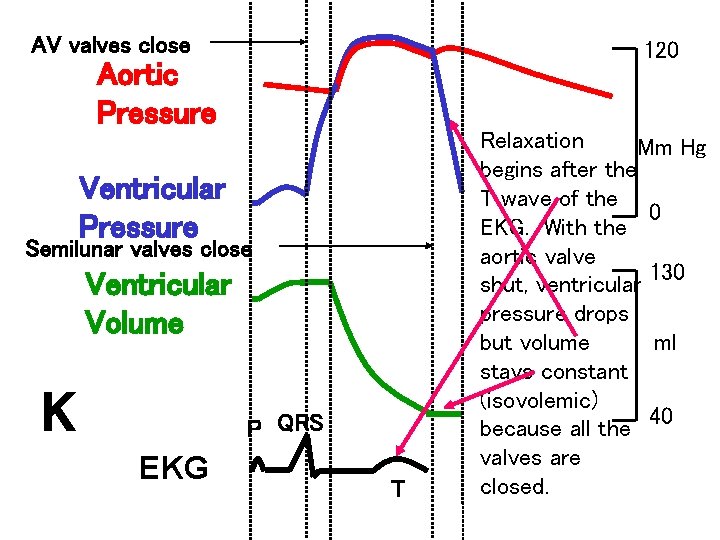 AV valves close 120 Aortic Pressure Relaxation Mm Hg begins after the T wave