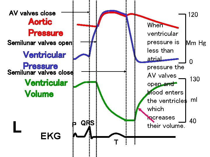 AV valves close 120 Aortic Pressure When ventricular pressure is Mm Hg less than