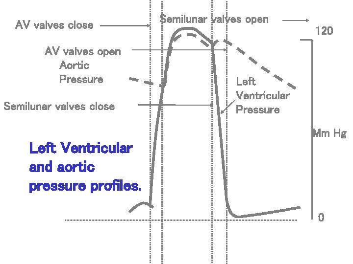 AV valves close AV valves open Aortic Pressure Semilunar valves close Semilunar valves open