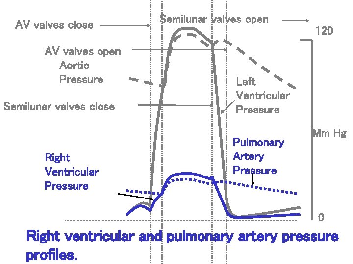 AV valves close AV valves open Aortic Pressure Semilunar valves close Right Ventricular Pressure