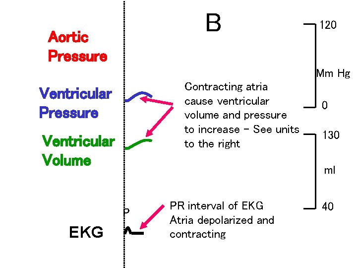 B Aortic Pressure 120 Mm Hg Contracting atria cause ventricular volume and pressure to