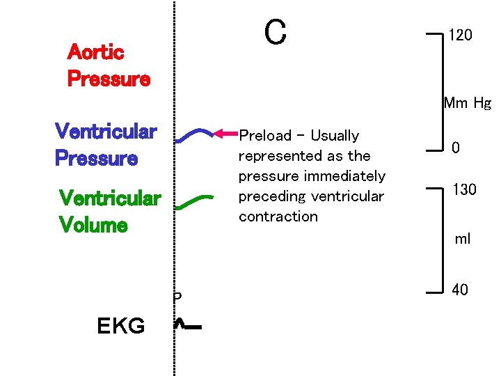 C Aortic Pressure 120 Mm Hg Ventricular Pressure Preload – Usually represented as the