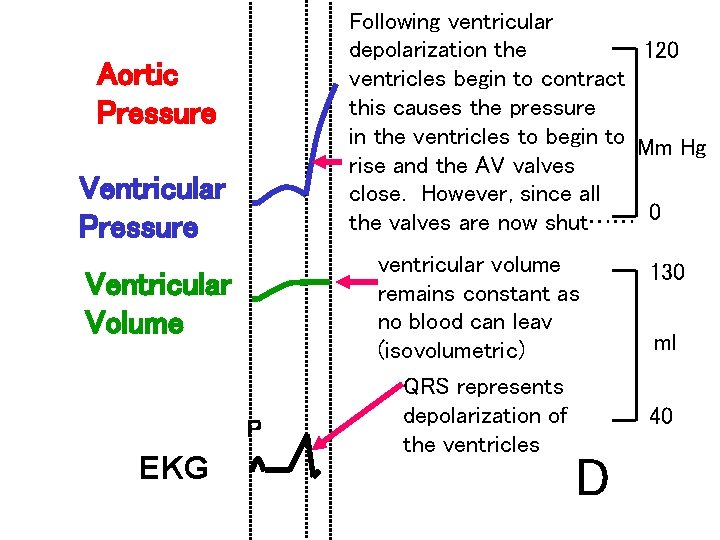 Following ventricular depolarization the 120 ventricles begin to contract this causes the pressure in