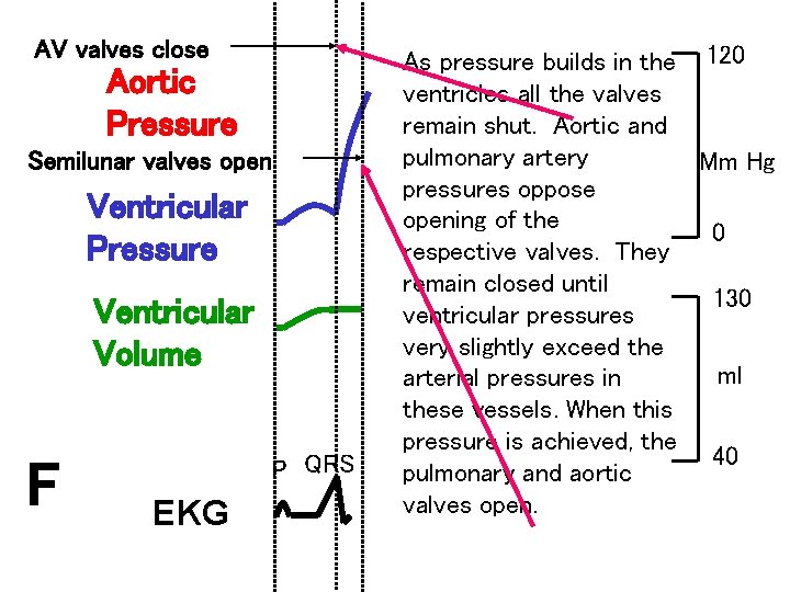 AV valves close Aortic Pressure Semilunar valves open Ventricular Pressure Ventricular Volume F P
