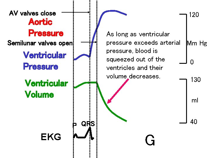 AV valves close 120 Aortic Pressure Semilunar valves open Ventricular Pressure Ventricular Volume As