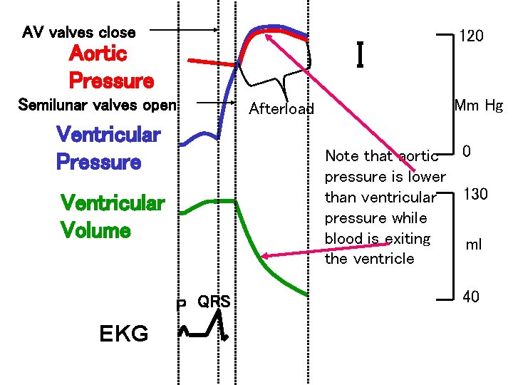 AV valves close I Aortic Pressure Semilunar valves open Afterload Ventricular Pressure 120 Mm