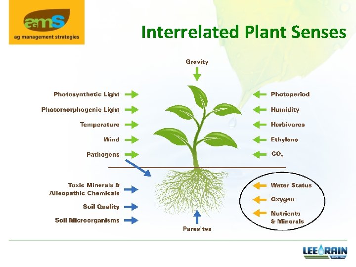 Interrelated Plant Senses 