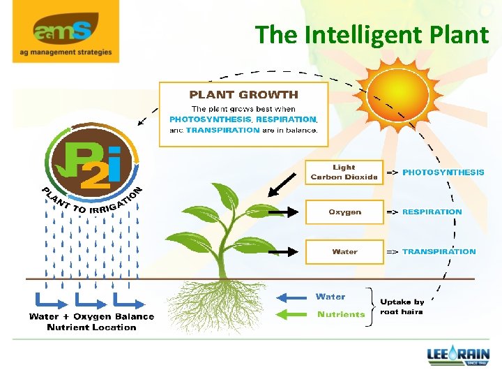 The Intelligent Plant 