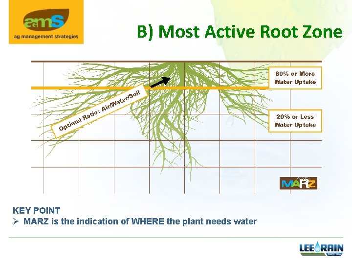 B) Most Active Root Zone KEY POINT Ø MARZ is the indication of WHERE