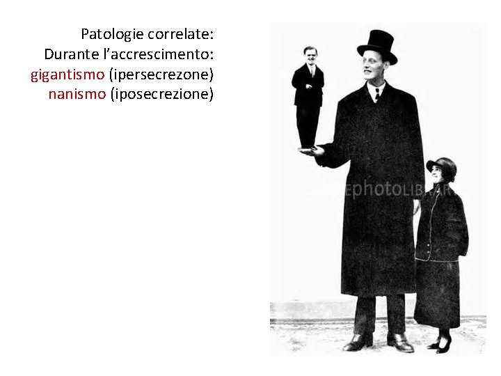 Patologie correlate: Durante l’accrescimento: gigantismo (ipersecrezone) nanismo (iposecrezione) 