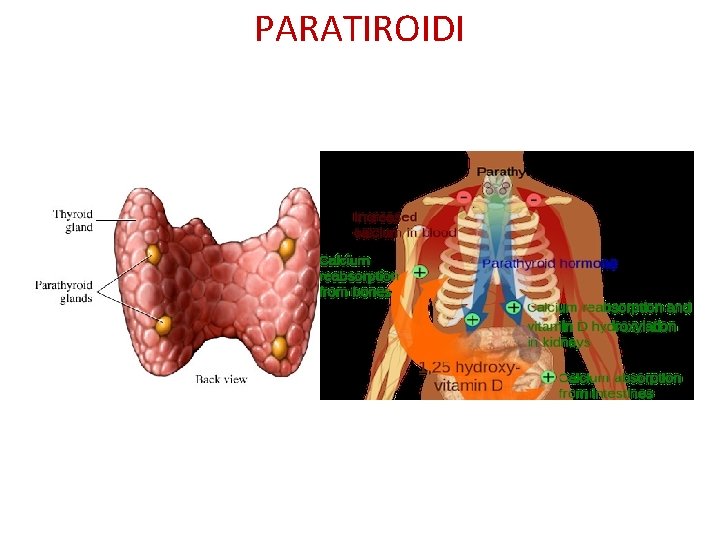  PARATIROIDI 