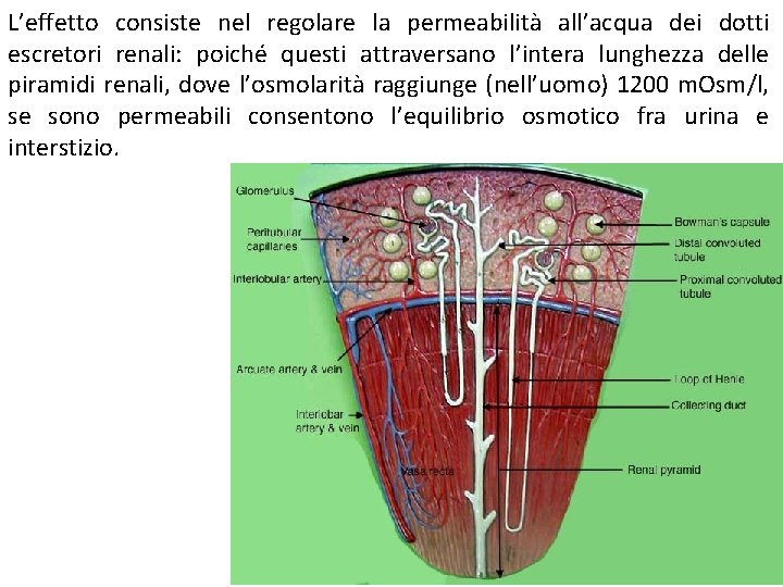 L’effetto consiste nel regolare la permeabilità all’acqua dei dotti escretori renali: poiché questi attraversano