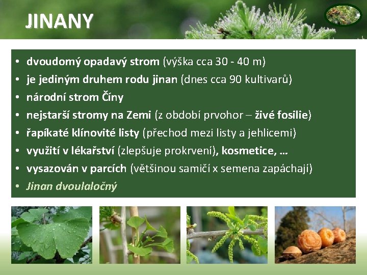 JINANY • • dvoudomý opadavý strom (výška cca 30 - 40 m) je jediným