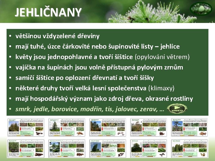 JEHLIČNANY • • většinou vždyzelené dřeviny mají tuhé, úzce čárkovité nebo šupinovité listy –