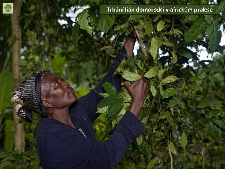 Trhání lián domorodci v africkém pralese 